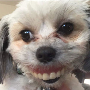 Meet your Posher, Ellie